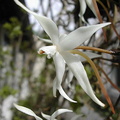 Aerangis stylosa