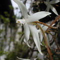 Aerangis stylosa