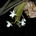 Aerangis ugandensis