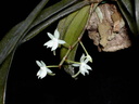 Aerangis ugandensis