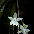 Aerangis ugandensis