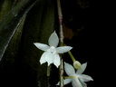 Aerangis ugandensis