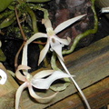 Aerangis umbonata