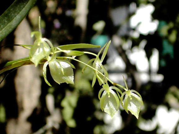 Cribbia pendula