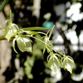 Cribbia pendula