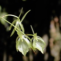 Cribbia pendula