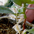 Diaphananthe bidens