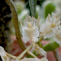 Diaphananthe bidens