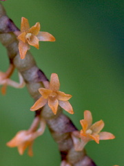 Microterangis hariotiana