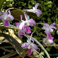 Aerides crassifolia