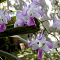 Aerides crassifolia