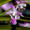 Aerides crassifolia