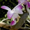 Aerides crassifolia