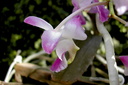 Aerides crassifolia