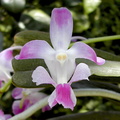 Aerides crassifolia