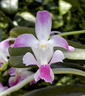 Aerides crassifolia