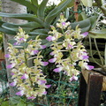 Aerides houlletiana