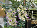 Aerides houlletiana