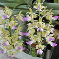 Aerides houlletiana