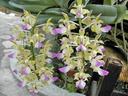 Aerides houlletiana