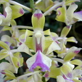 Aerides houlletiana