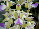 Aerides houlletiana