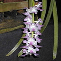 Aerides multiflora