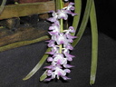 Aerides multiflora