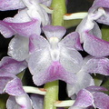Aerides multiflora