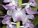 Aerides multiflora