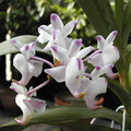 Aerides odorata