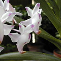 Aerides odorata