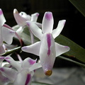 Aerides odorata