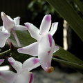 Aerides odorata