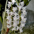 Aerides_odorata_majus1.jpg