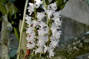 Aerides odorata var. majus