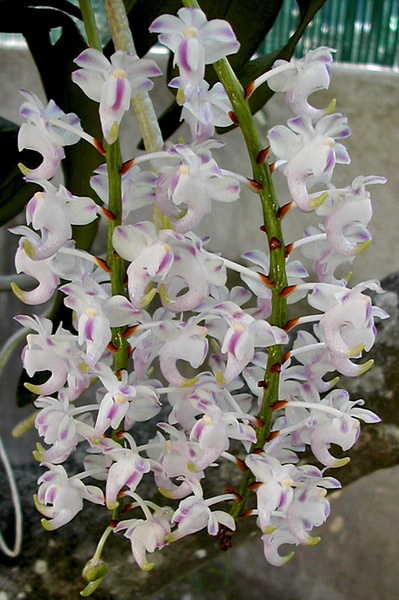 Aerides_odorata_majus2.jpg