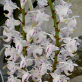 Aerides odorata var. majus