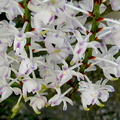 Aerides odorata var. majus