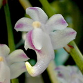 Aerides odorata var. majus