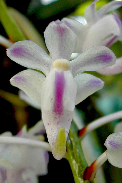 Aerides odorata var. majus Lour. Aerides_odorata_majus5.jpg