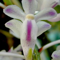 Aerides odorata var. majus