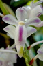 Aerides odorata var. majus