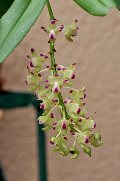 Aerides quinquevulnera