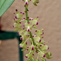 Aerides quinquevulnera