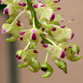 Aerides quinquevulnera