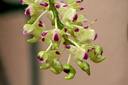 Aerides quinquevulnera