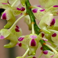 Aerides quinquevulnera