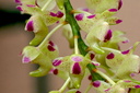 Aerides quinquevulnera