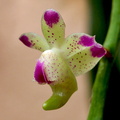 Aerides quinquevulnera